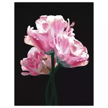 Картина по номерам на черном холсте ТРИ СОВЫ "Розовые цветы" 30*40 c акриловыми красками и кистями