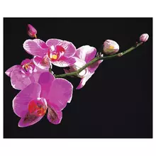 Картина по номерам на черном холсте ТРИ СОВЫ "Цветы орхидеи" 40*50 c акриловыми красками и кистями