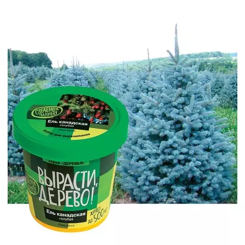 Набор для выращивания растений "Ель канадская голубая" Вырасти дерево! (банка грунт семена)