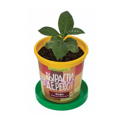 Набор для выращивания растений "Кофе арабский карликовый" Вырасти дерево! (банка грунт семена)